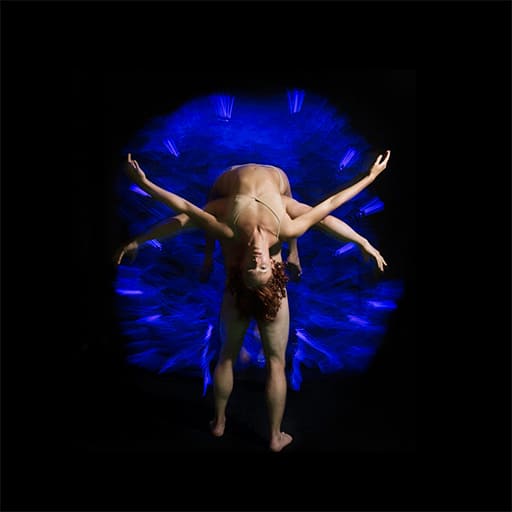 Pilobolus